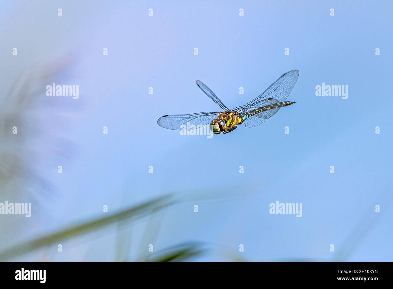 grande libellule colorée volant dans le ciel bleu - image haute vitesse Banque D'Images