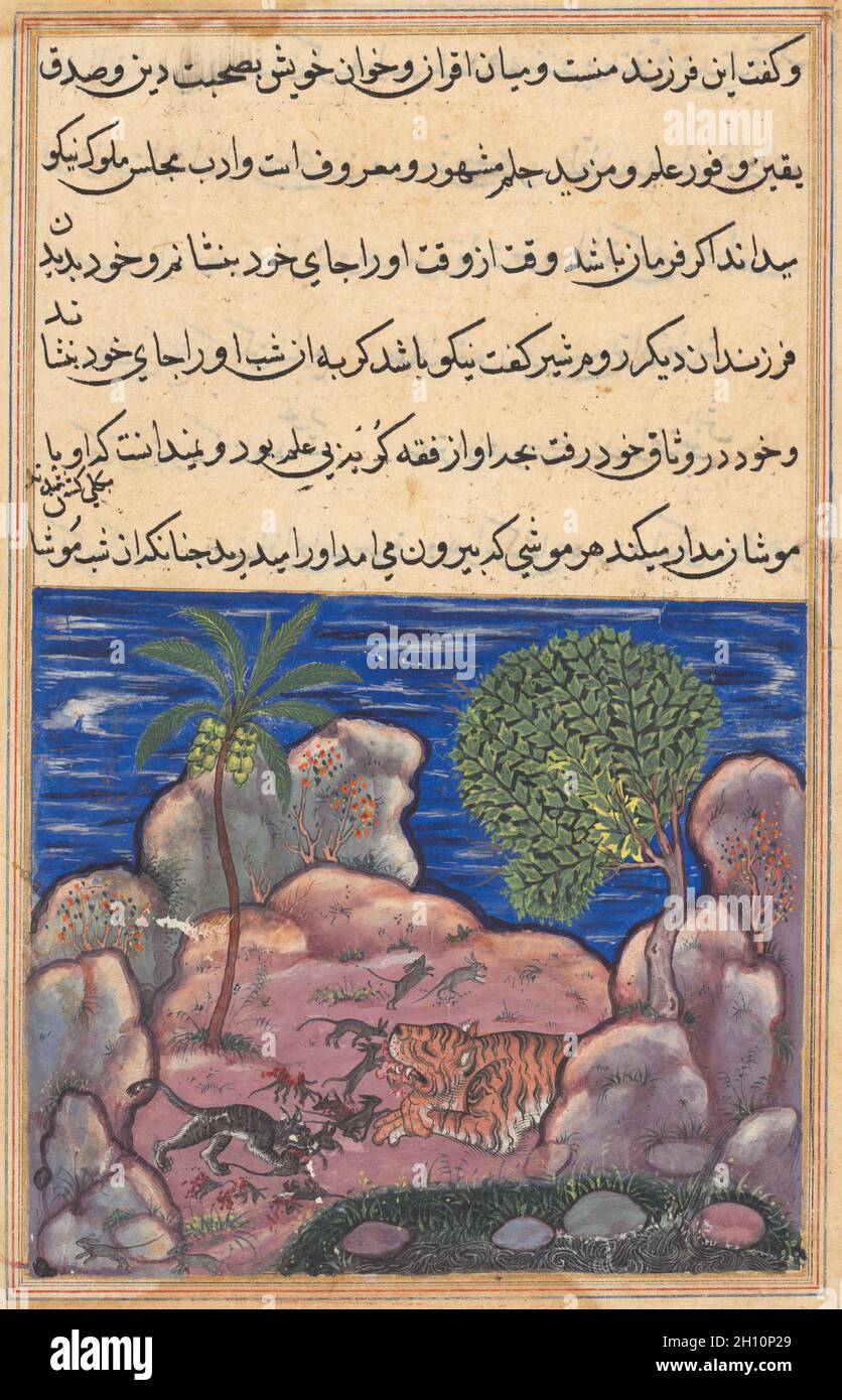 Le chat attaque les souris qui perturbent le lion, d'un Tuti-nama (Tales of a Parrot): Quinzième nuit, c.1560. Inde, Cour de Mughal, XVIe siècle.Tempérament de gomme, encre et or sur papier; total: 20 x 14 cm (7 7/8 x 5 1/2 po.); peinture seulement: 8.9 x 10.1 cm (3 1/2 x 4 po.). Banque D'Images