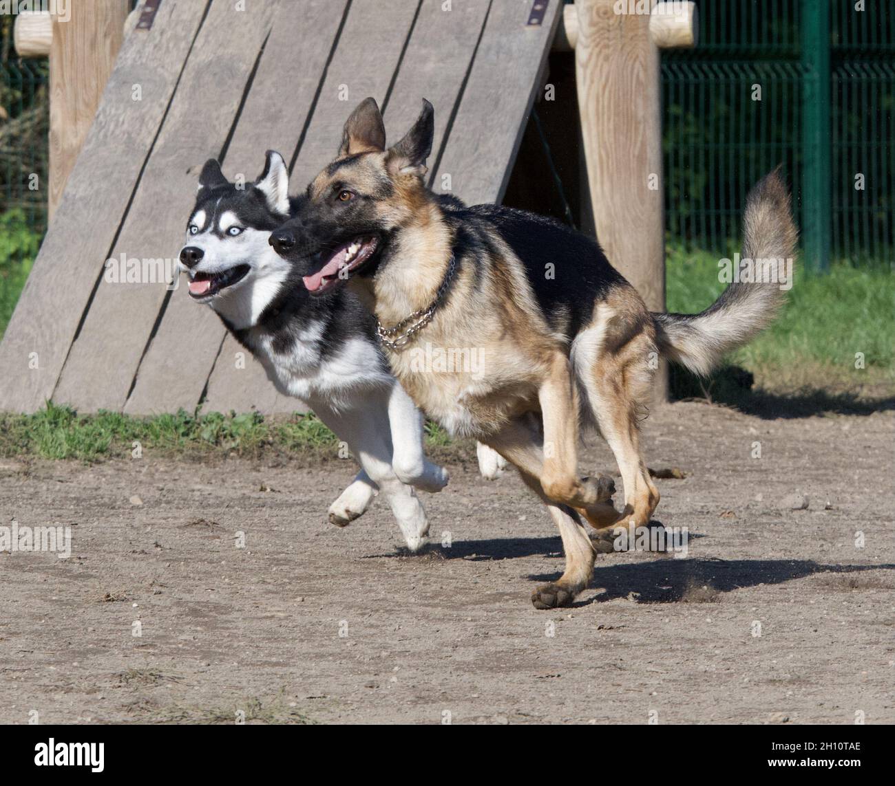 2 chiens jouant dans un parc hors-laisse Banque D'Images