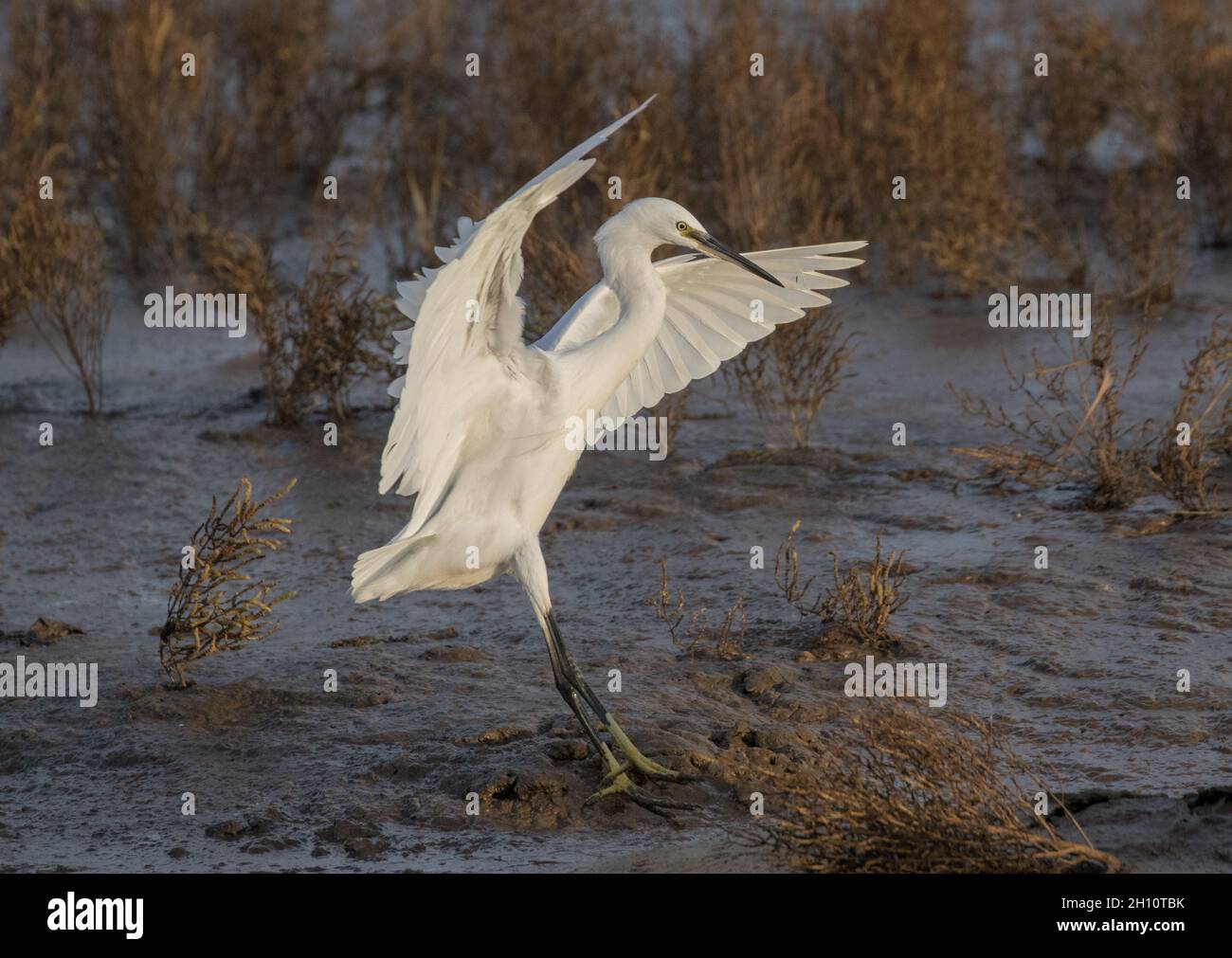 Un peu Egret entrant dans la terre avec ses ailes levées .Atterrissage sur son habitat naturel de vasières intertidales.Norfok.ROYAUME-UNI Banque D'Images