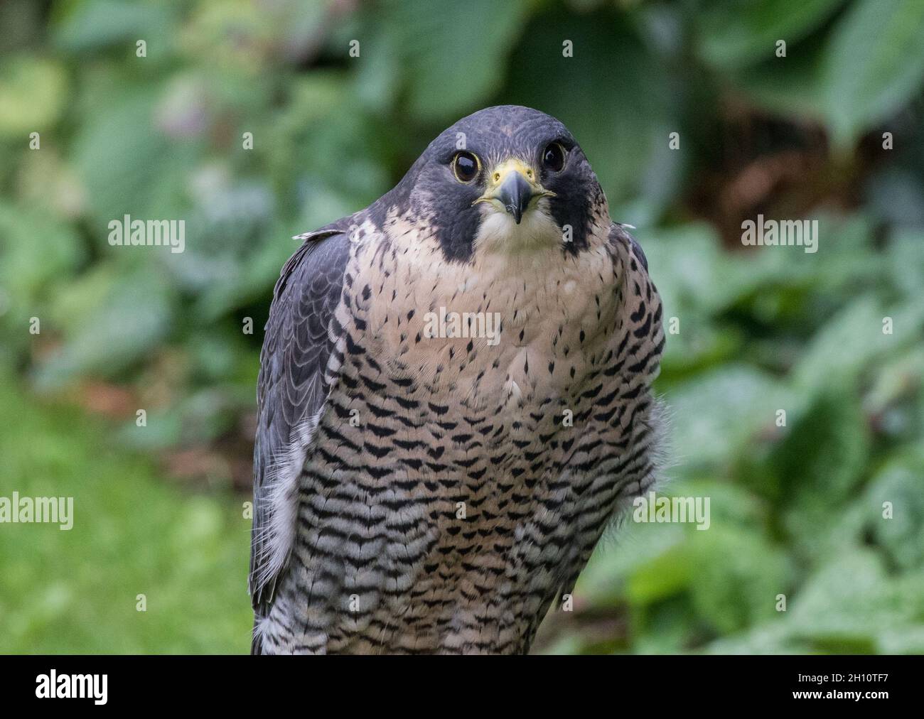 Un cloe d'un Faucon pèlerin (Falco peregrinus) Suffolk UK Banque D'Images