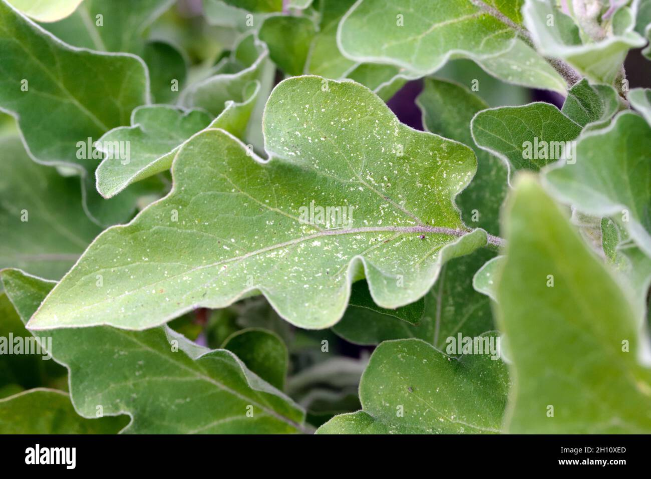 Aubergine sauvage Banque de photographies et d’images à haute résolution Alamy