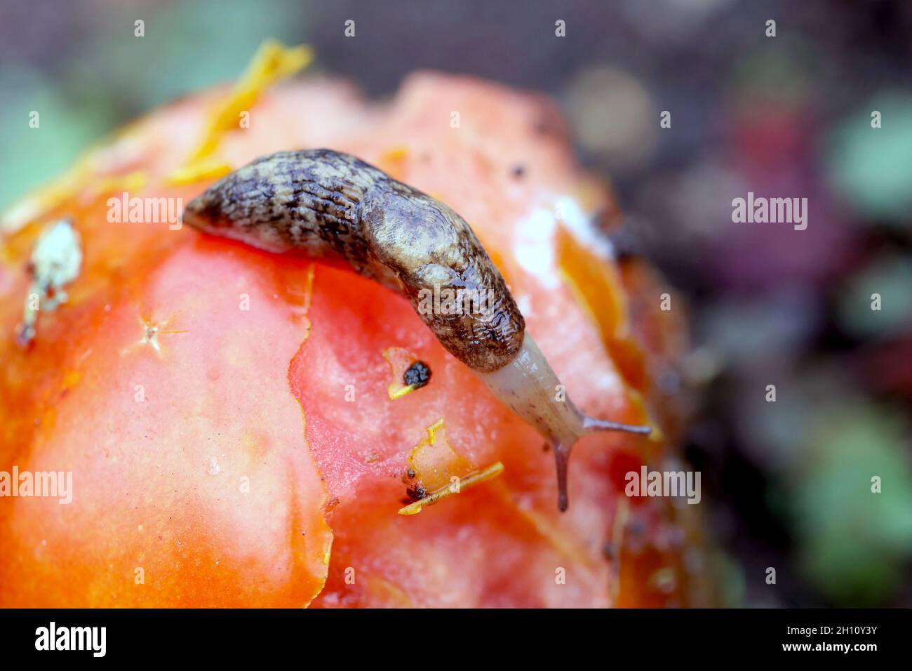 Slug - plante parasitaire sur la tomate.Escargots il mange une variété de plantes dans le jardin, y compris des légumes, des fleurs et des herbes. Banque D'Images