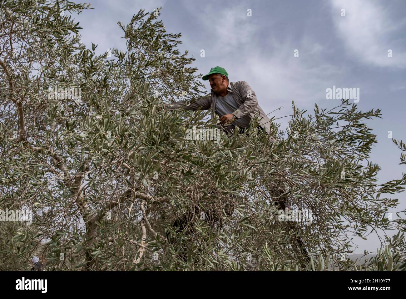 Un palestinien recueille des olives dans une oliveraie située le long de l'autoroute 5, reliant la côte méditerranéenne aux colonies israéliennes dans le nord de la Cisjordanie, près de la colonie israélienne d'Ariel, le 14 octobre 2021 en Cisjordanie, Israël.La récolte d'olives est un rituel palestinien ancien, qui marque le changement des saisons autour d'octobre et de novembre.L'industrie de l'huile d'olive est importante pour les communautés palestiniennes, avec ses bénéfices qui soutiennent les moyens de subsistance d'environ 80,000 000 familles. Banque D'Images