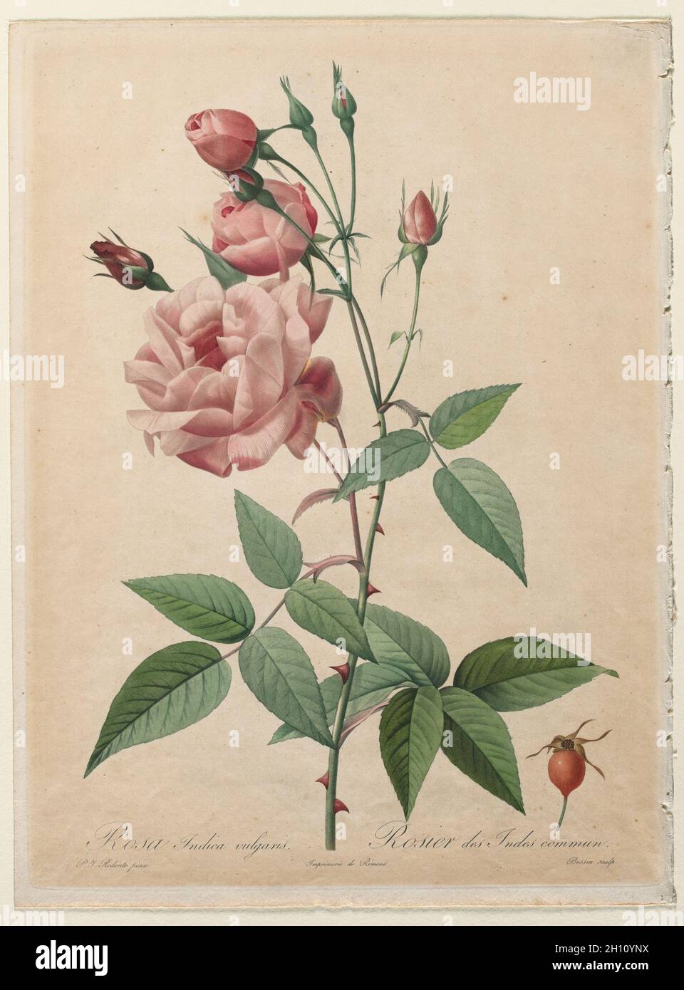 Les Roses: Chine ou rose Bengale, 1817-1824.Henry Joseph Redoté (français, 1766-1853), après Bessin (français), Pierre-Joseph Redoté.Couleur à la main avec aquarelle; feuille: 36.5 x 27.3 cm (14 3/8 x 10 3/4 po.); repère plateau: 35.3 x 26.1 cm (13 7/8 x 10 1/4 po.). Banque D'Images