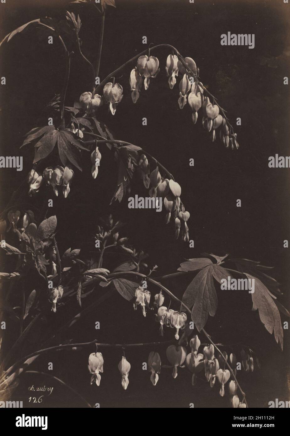 Floral Still Life (Coeurs sensibles), ch. 1865. Charles Aubry (Français, 1811-1877). L'albumine à partir de négatifs en verre ; image : 34,6 x 24,6 cm (13 5/8 x 9 2/13 in.) ; papier : 48,1 x 31,7 cm (18 15/16 x 12 1/2 in.) ; enchevêtrées : 50,8 x 40,6 cm (20 x 16 in.). Banque D'Images