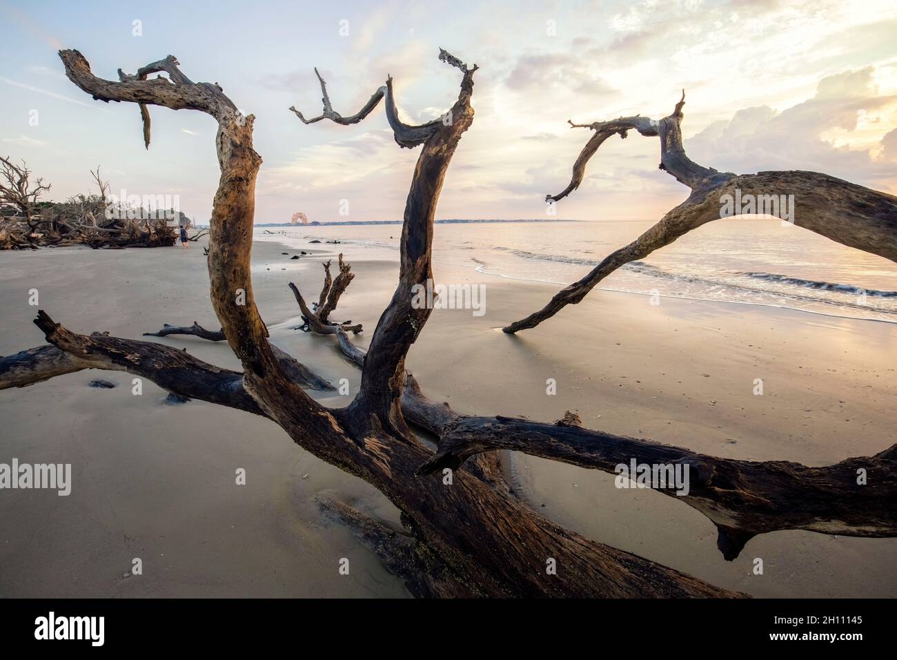Motifs de Driftwood sur la plage de Driftwood - Jekyll Island, Géorgie, États-Unis Banque D'Images