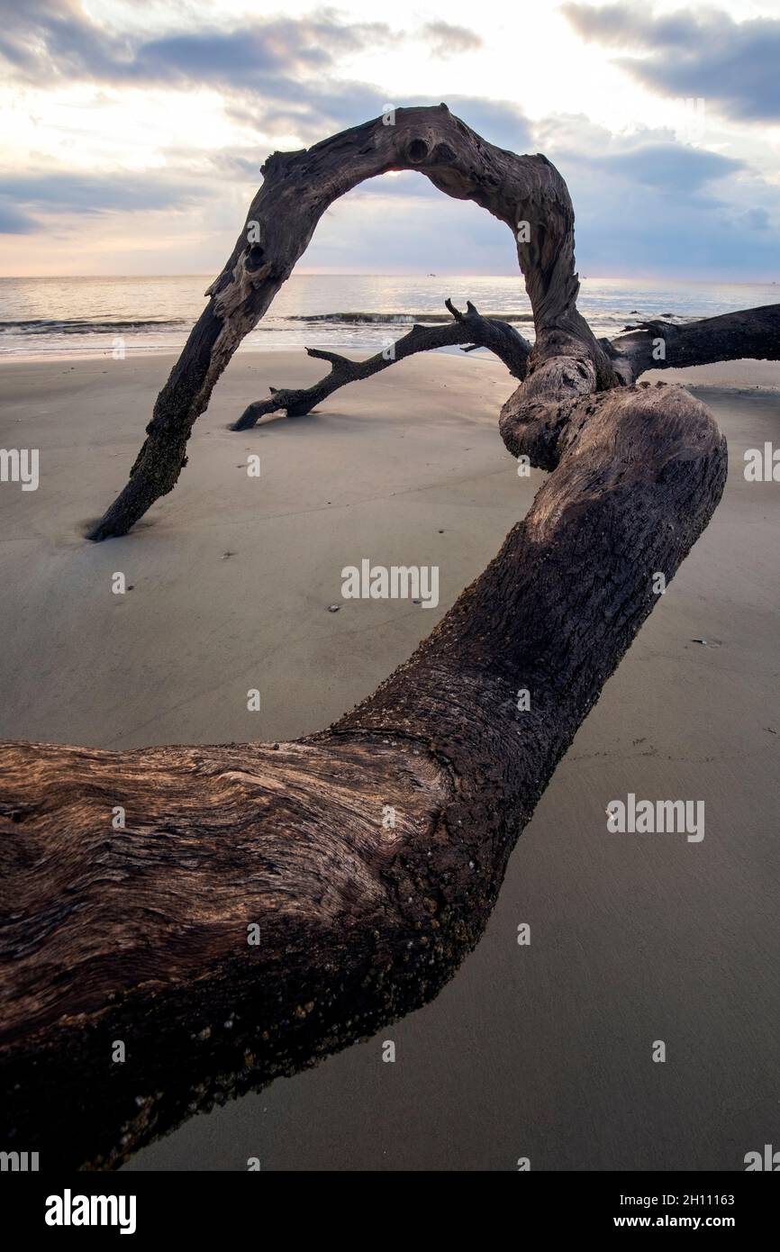 Motifs de Driftwood sur la plage de Driftwood - Jekyll Island, Géorgie, États-Unis Banque D'Images