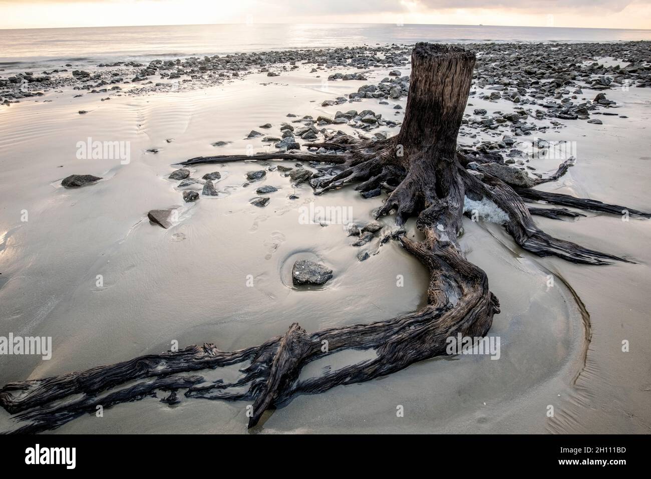 Vestiges d'une ancienne souche d'arbre et racines sur Driftwood Beach - Jekyll Island, Géorgie, États-Unis Banque D'Images