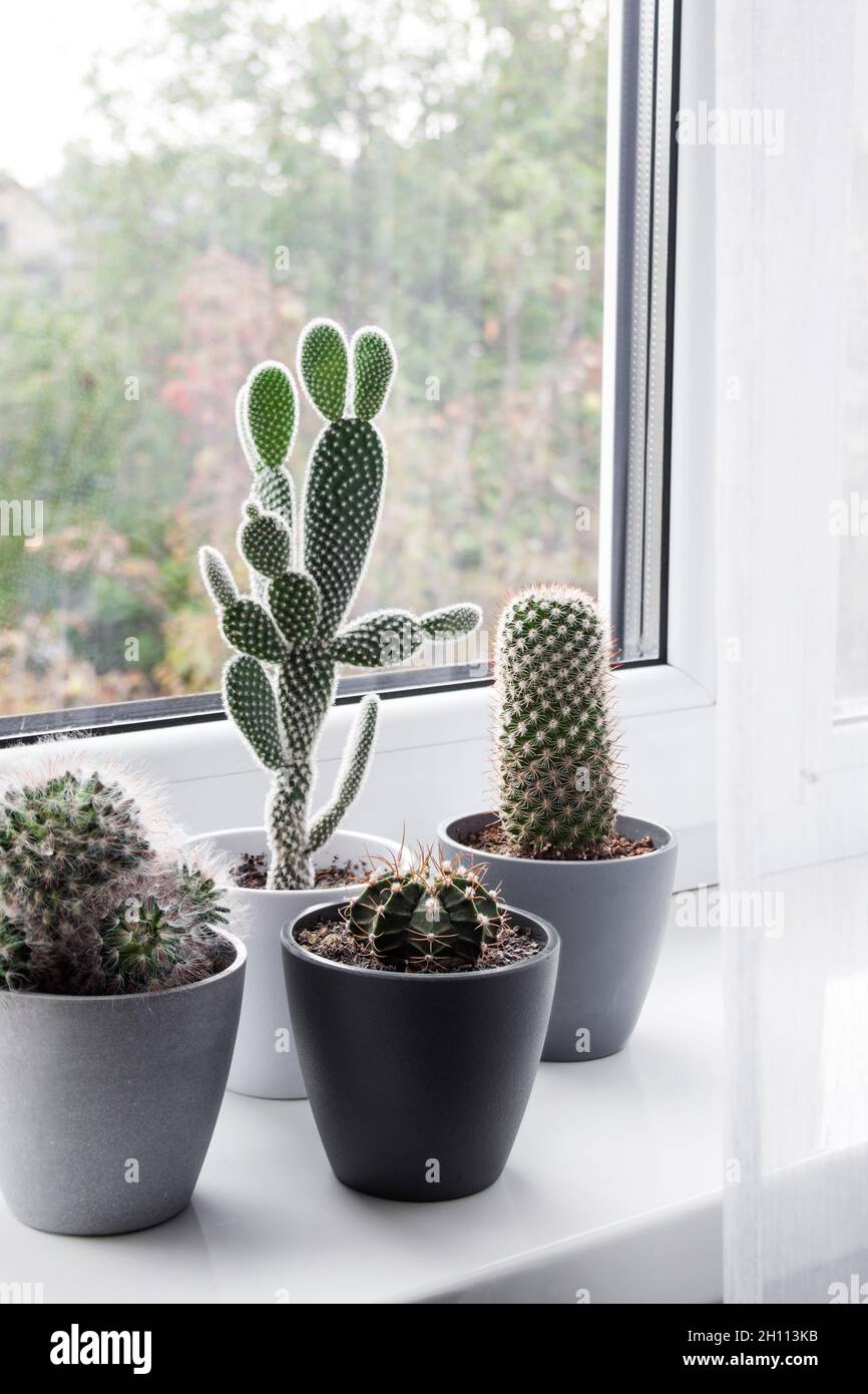 Cactus en pot sur le rebord de la fenêtre dans la chambre Photo Stock -  Alamy