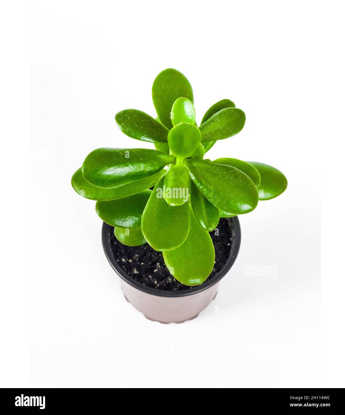 Arbre de jade - Plante d'intérieur décorative et facile