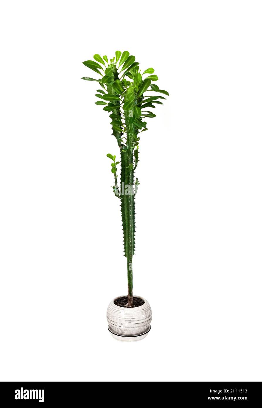 Euphorbia trigona en pot (également connu sous le nom d'arbre à lait africain, cactus cathédrale, euphorbia abyssinien et haut chaparall) isolé sur fond blanc Banque D'Images