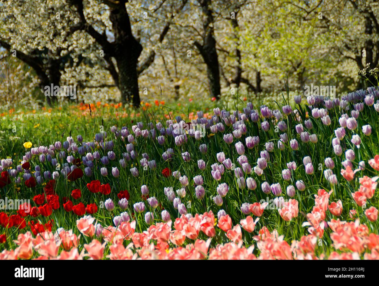 Une prairie de printemps luxuriante pleine de tulipes colorées sur l'île aux fleurs de Mainau en Allemagne Banque D'Images Une prairie de printemps luxuriante pleine de tulipes colorées sur l'île aux fleurs de Mainau en Allemagne Banque D'Images