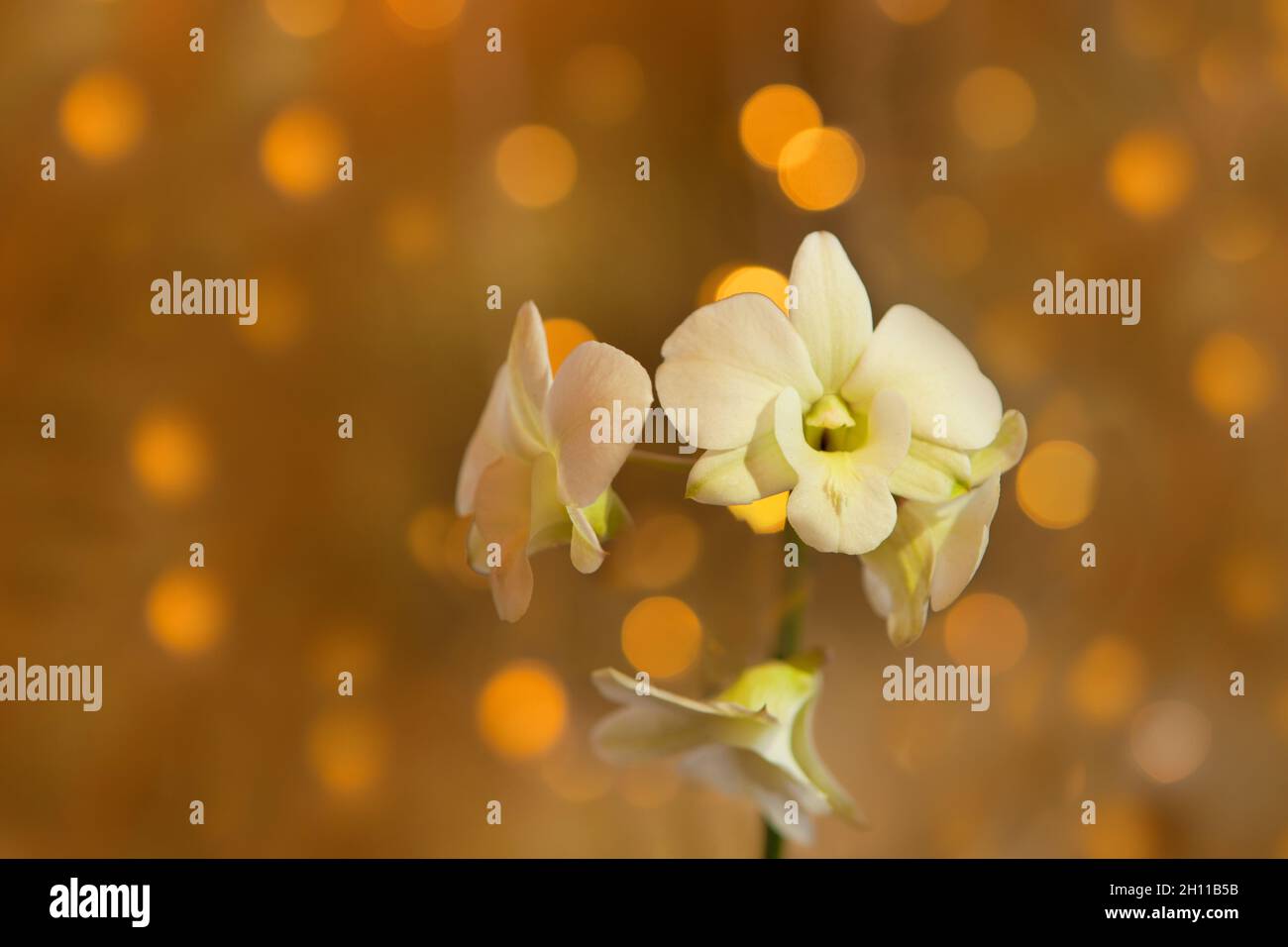fleur d'orchidée blanche sur fond de bokeh doré. gros plan de la branche de phalaenopsis avec du bokeh doré Banque D'Images