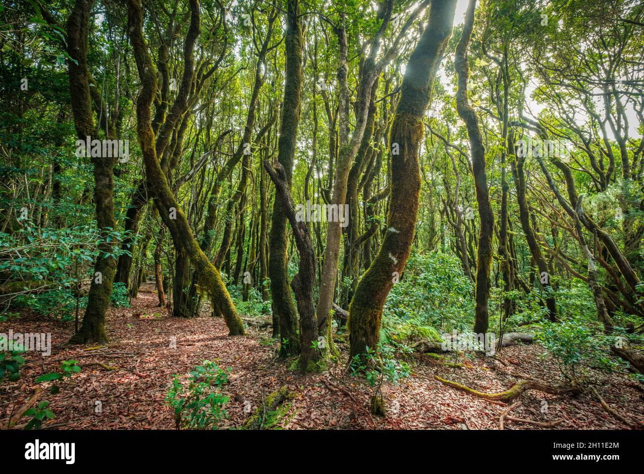 Intérieur de la forêt, paysage d'arbres de Laurier, Anaga Jungle Banque D'Images