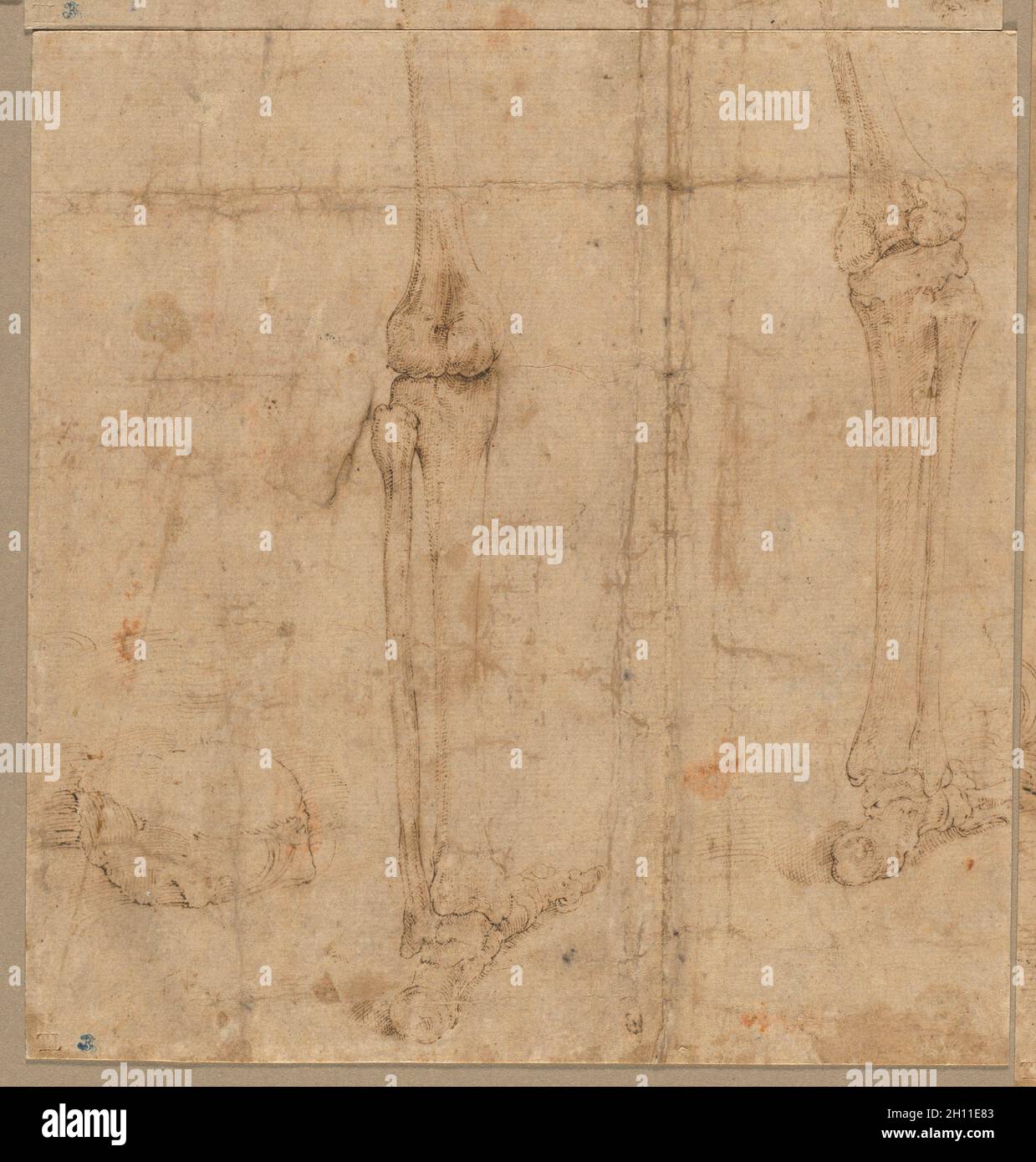 Moitié inférieure du squelette depuis le dos, début 1540.Battista Franco (italien, c.1510-1561).Stylo et encre brune avec lignes incisées; feuille: 18.1 x 17.3 cm (7 1/8 x 6 13/16 po.); support secondaire: 18.1 x 17.3 cm (7 1/8 x 6 13/16 po.). Banque D'Images