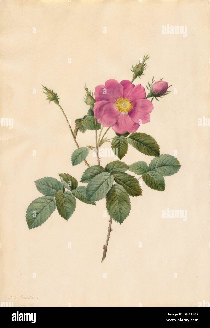 Rose de chou (Rosa Centifolia Simplex), 1817-24.Pierre-Joseph Redoté (français, 1759-1840).Aquarelle; Banque D'Images