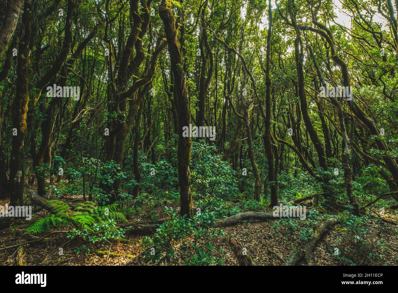 Forêt sombre, paysage d'arbres de Laurier, Anaga Jungle Banque D'Images