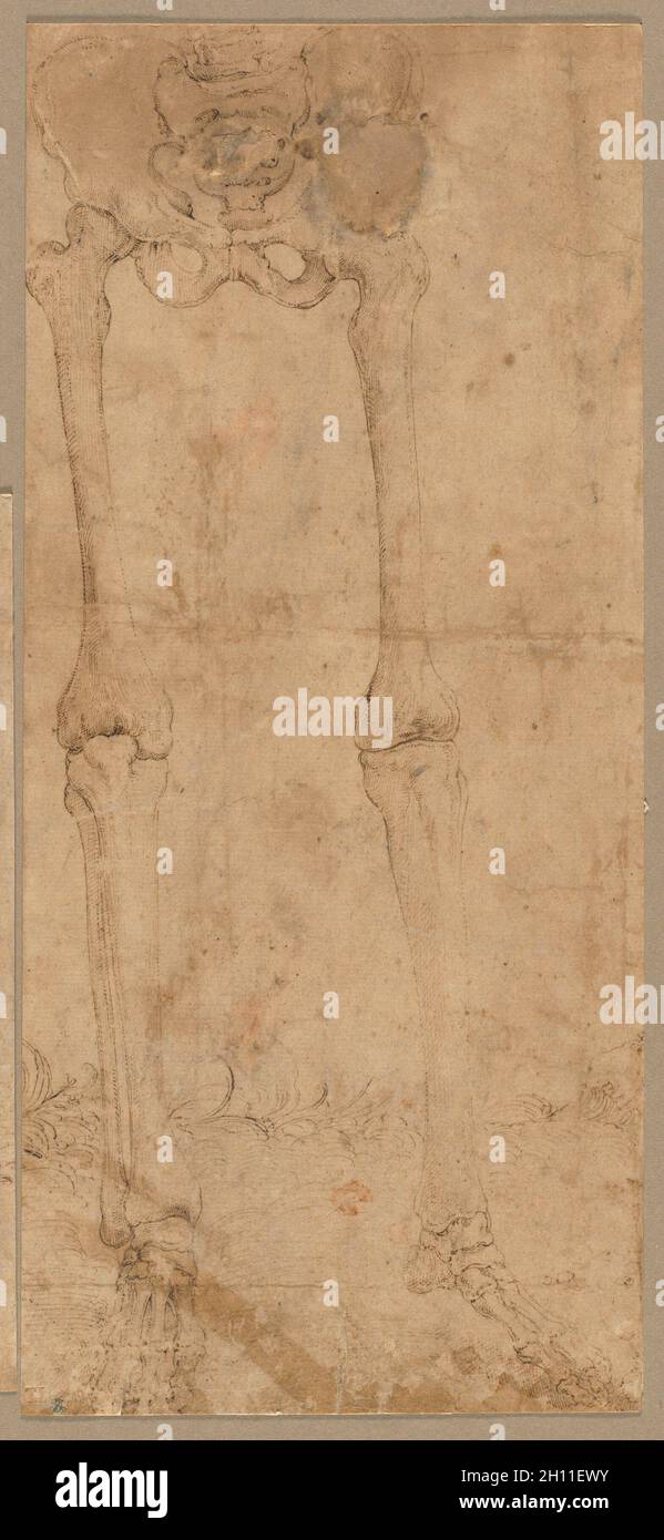 Partie inférieure du squelette depuis l'avant, début 1540.Battista Franco (italien, c.1510-1561).Stylo et encre brune avec lignes incisées; feuille: 28.3 x 12.6 cm (11 1/8 x 4 15/16 po.); support secondaire: 28.3 x 12.6 cm (11 1/8 x 4 15/16 po.). Banque D'Images