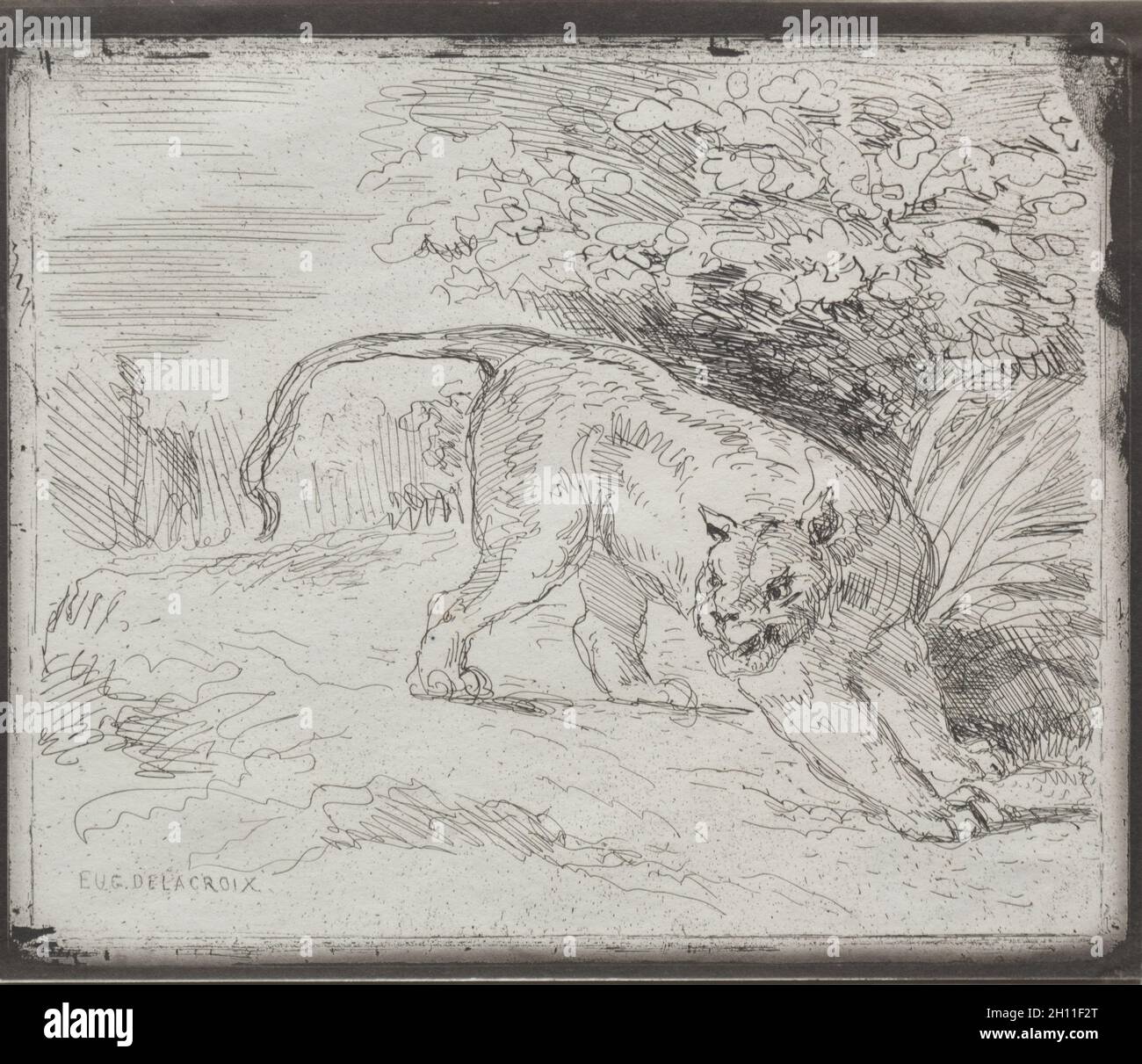 Un tigre piégé, 1854.Eugène Delacroix (français, 1798-1863).Cliché-vert ; Banque D'Images