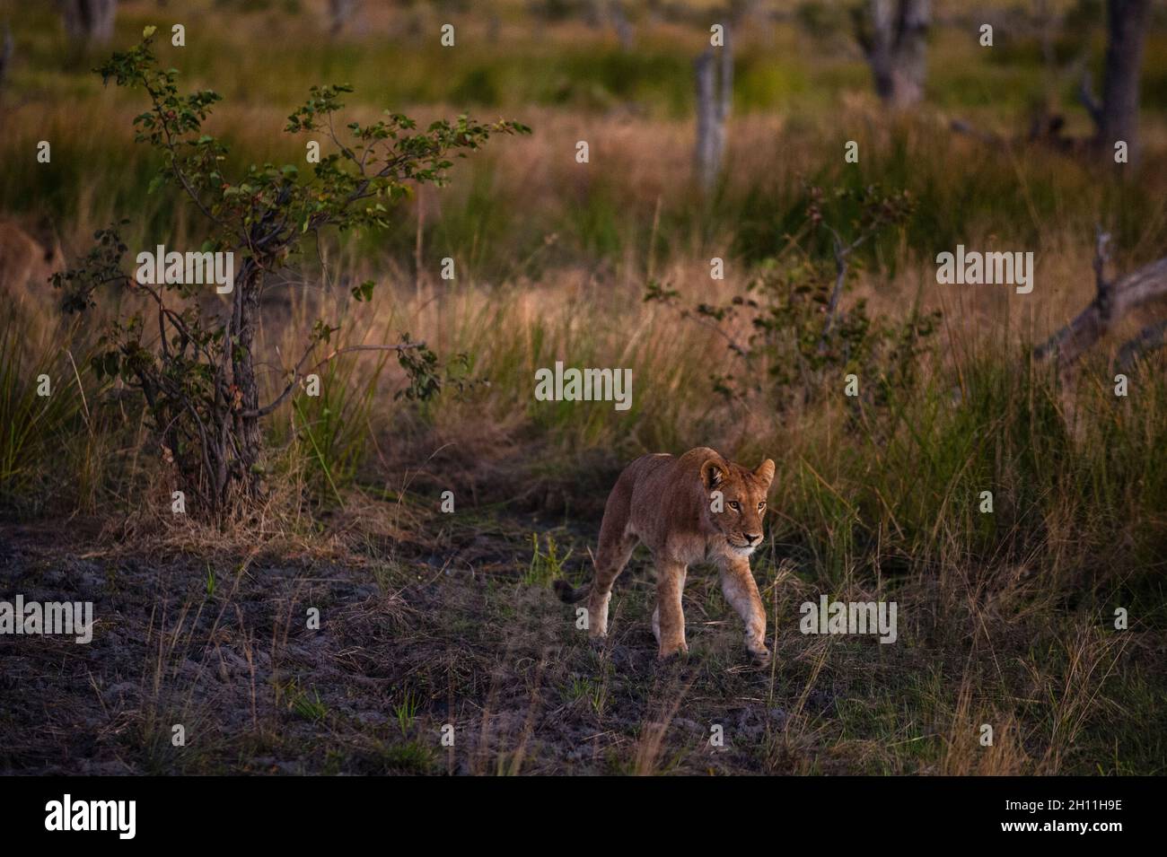 Un lion, Panthera leo, marchant à travers son territoire.Zone de concession Khwai, delta d'Okavango, Botswana. Banque D'Images