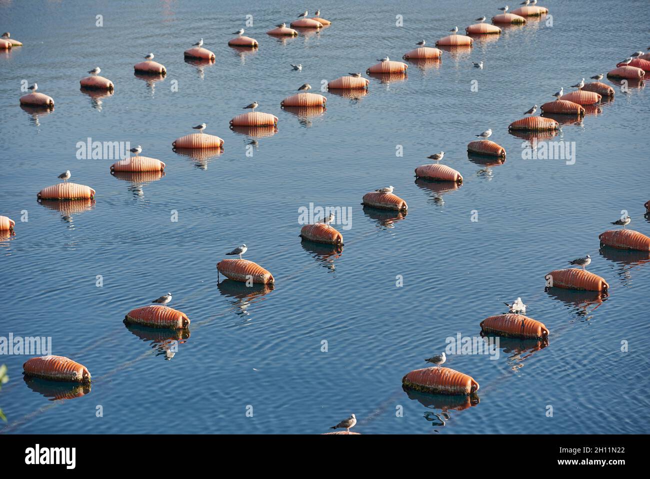 Les mouettes se trouvent sur les barils d'une ferme d'huîtres en mer. Banque D'Images