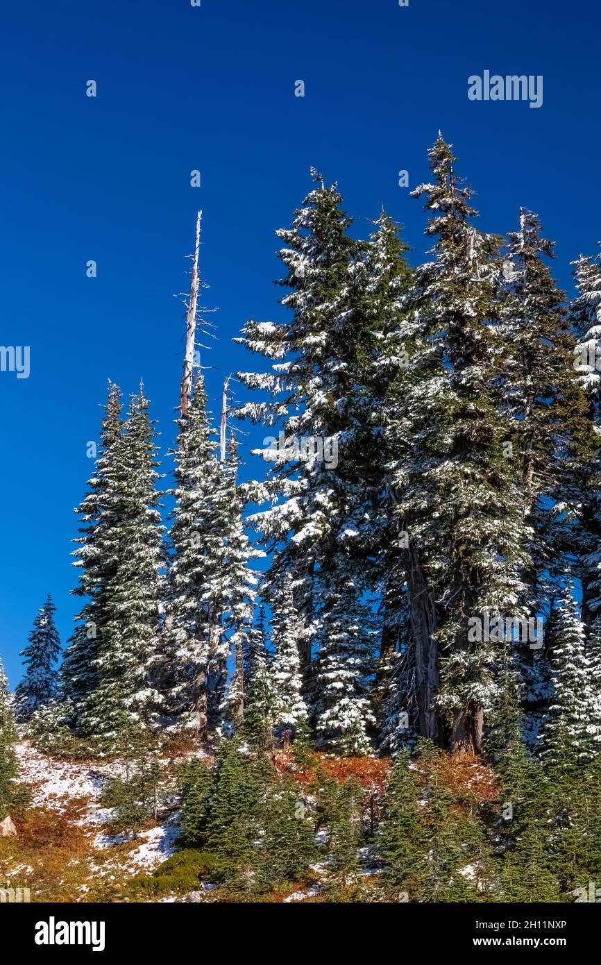 Octobre la neige arrive dans la région de Paradise du parc national de Mount Rainier, État de Washington, États-Unis Banque D'Images