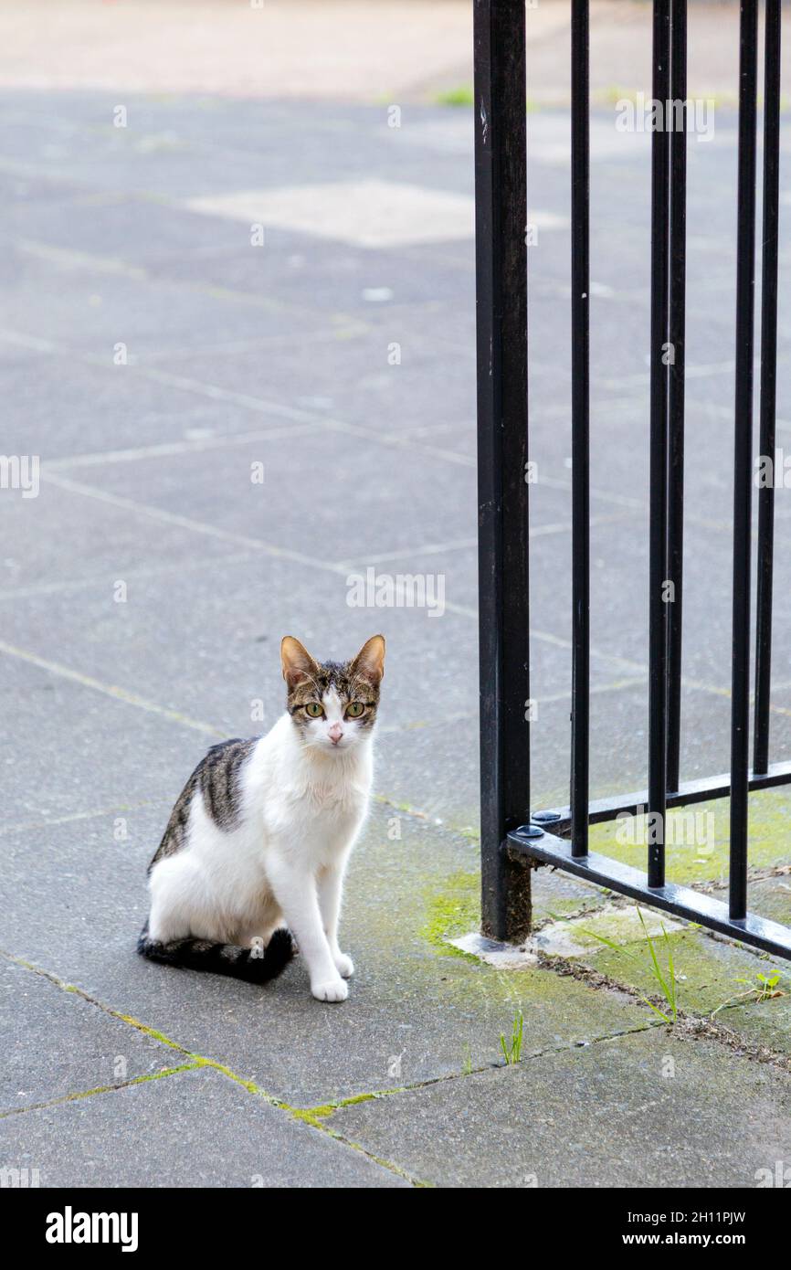 Chat parasite et mal nourri assis dans un domaine du conseil à l'est de Londres, au Royaume-Uni Banque D'Images Chat parasite et mal nourri assis dans un domaine du conseil à l'est de Londres, au Royaume-Uni Banque D'Images
