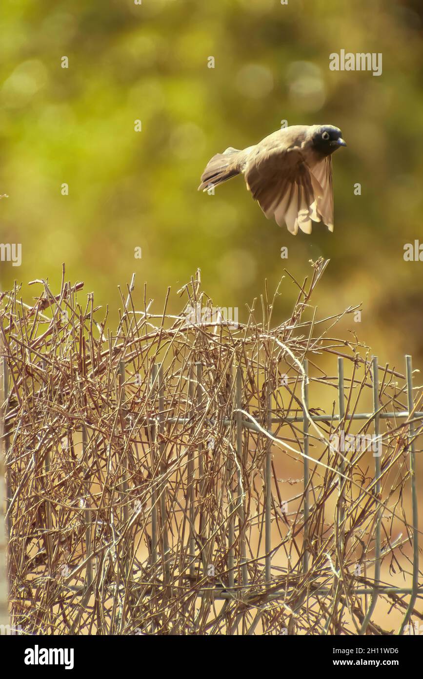 Oiseau volant sur la rivière , à la recherche de nourriture Banque D'Images