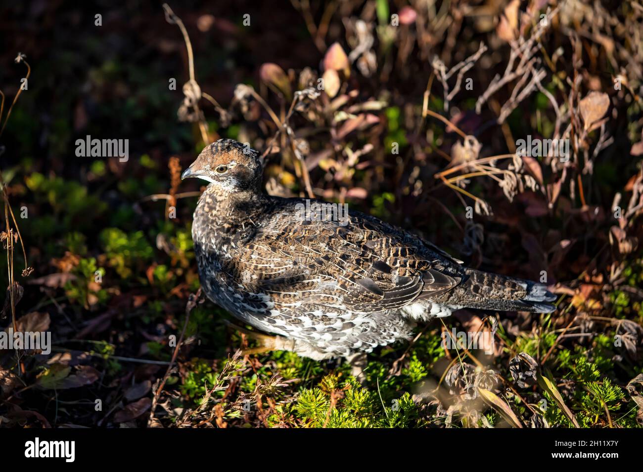 Tétras des armoises, Dendragapus fuliginosus, dans la région subalpine du Paradis, dans le parc national du Mont Rainier, État de Washington, États-Unis Banque D'Images
