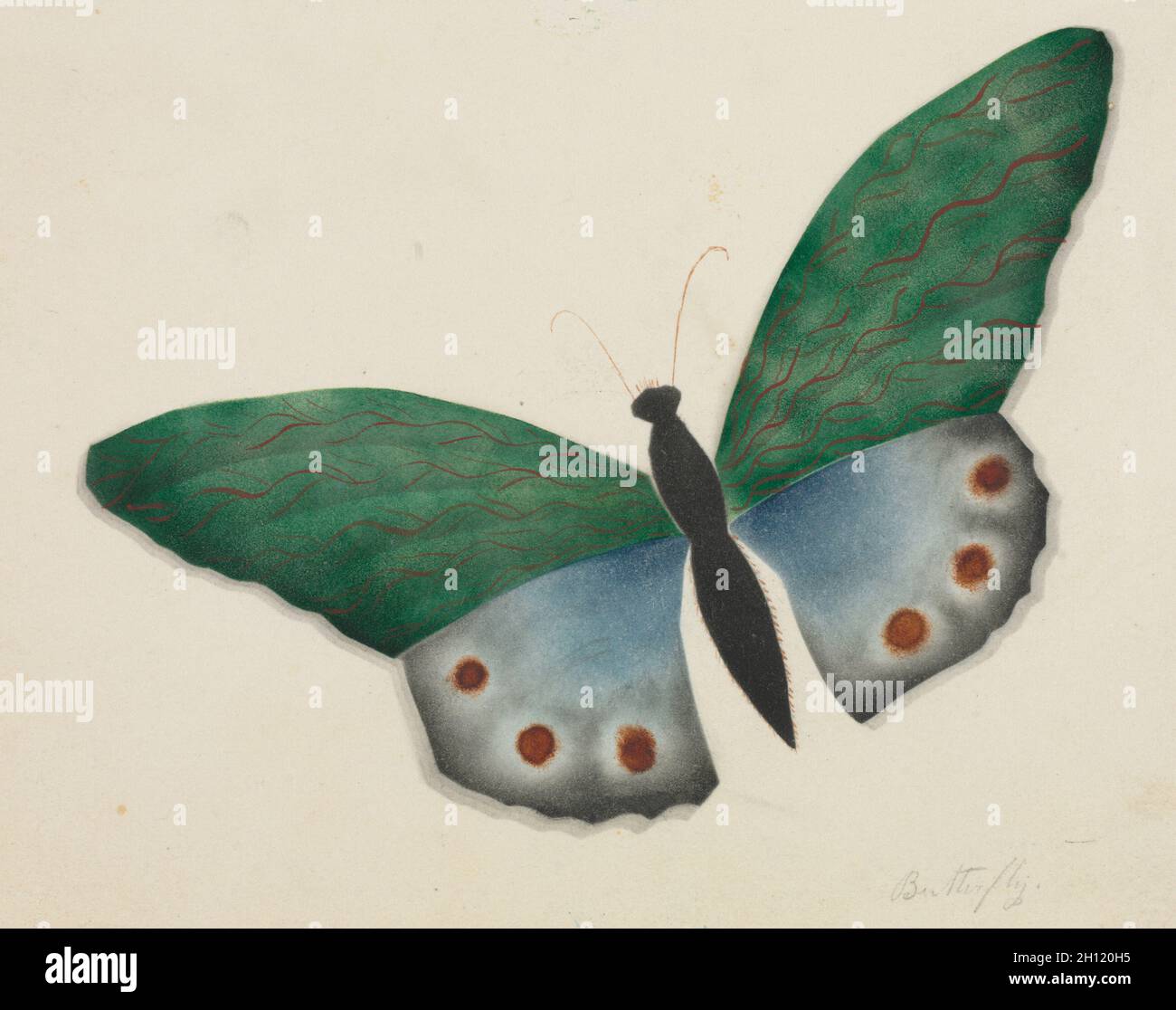 Papillon, 1800s.Mary Altha Nims (américaine, 1817-1907).Aquarelle; Banque D'Images