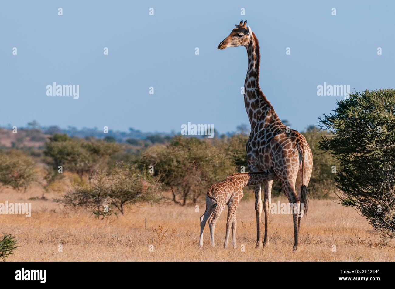 Une girafe du sud, Giraffa camelopardalis, qui allaite son nouveau-né.Mashatu Game Reserve, Botswana. Banque D'Images
