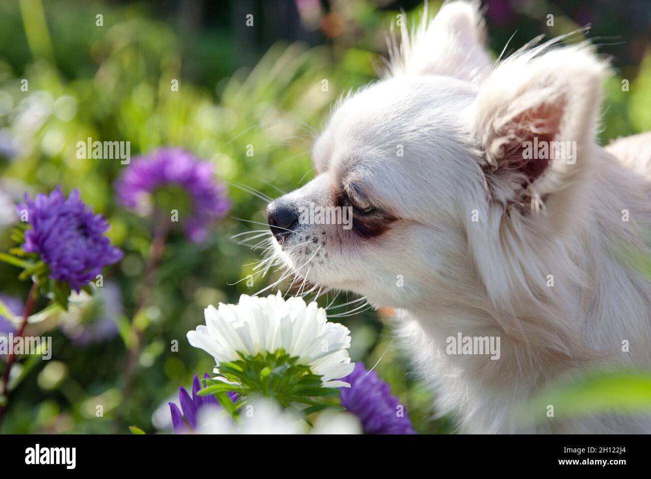 Le Chihuahua blanc renifle des fleurs dans le jardin.Portrait d'un chihuahua à poil long, gros plan. Banque D'Images
