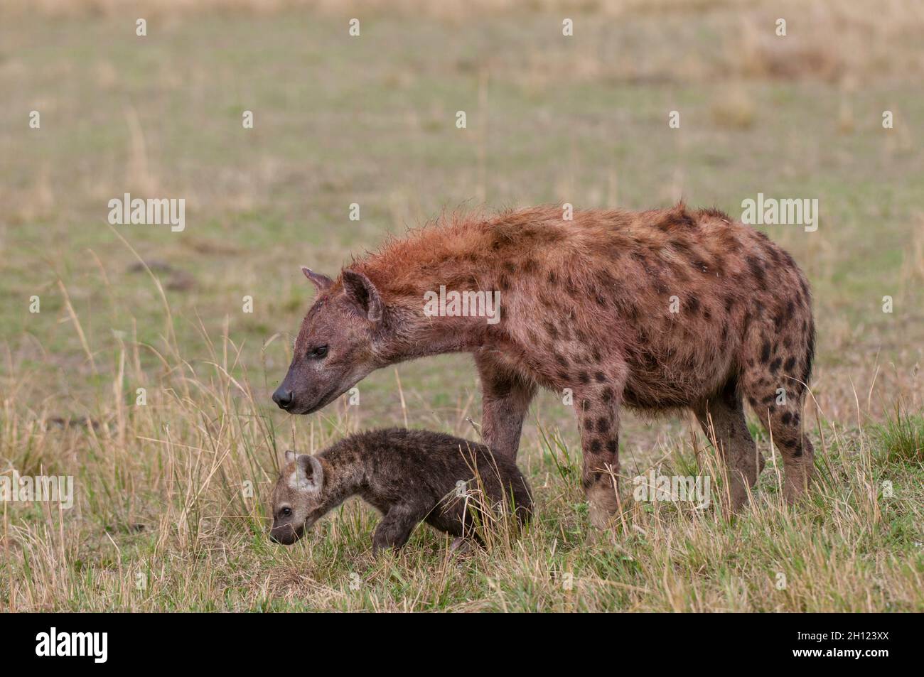 Une hyène tachetée, Crocuta crocuta, avec son cub.Réserve nationale de Masai Mara, Kenya. Banque D'Images