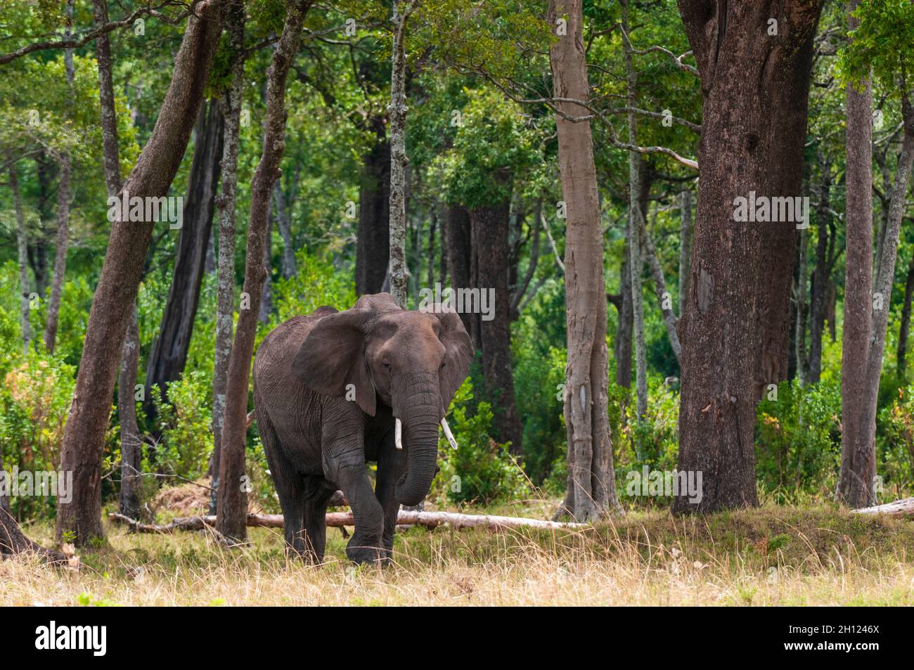 Un éléphant d'Afrique féminin, Loxodonta africana, dans un paysage boisé.Réserve nationale de Masai Mara, Kenya. Banque D'Images