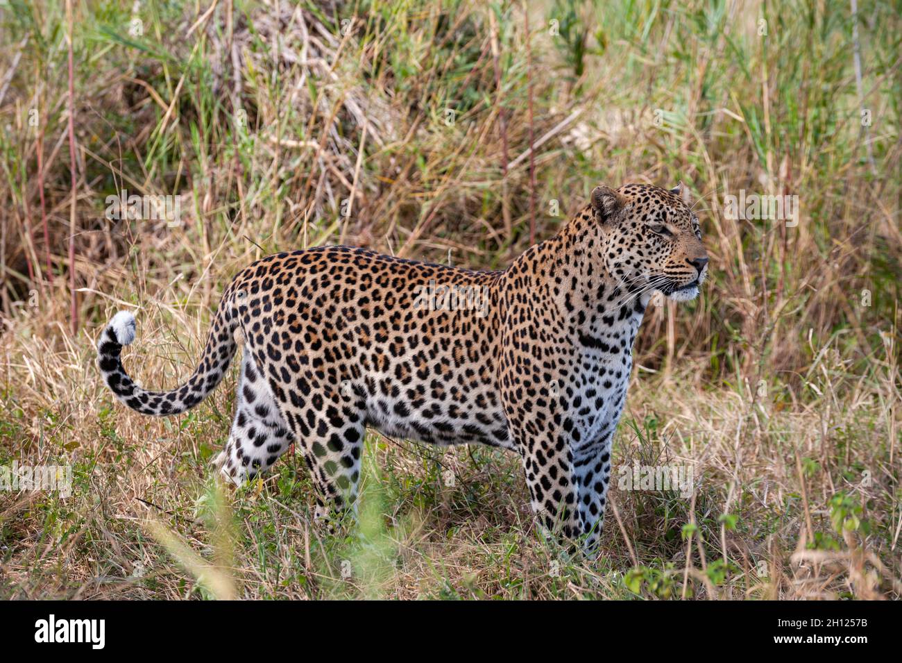 Portrait d'un léopard mâle, Panthera pardus.Mala Mala Game Reserve, Afrique du Sud. Banque D'Images