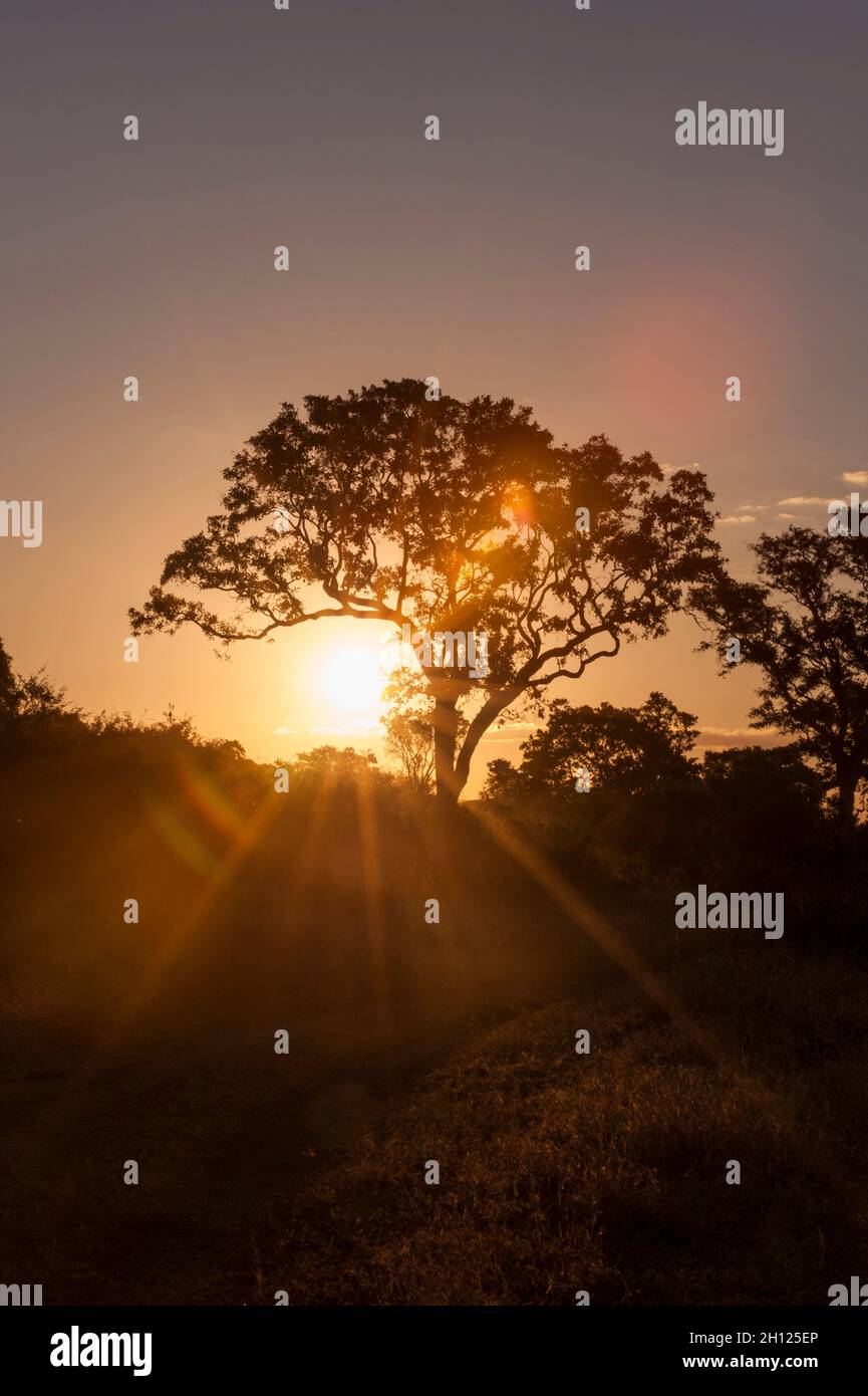 Silhoueté arbres au coucher du soleil.Mala Mala Game Reserve, Afrique du Sud. Banque D'Images