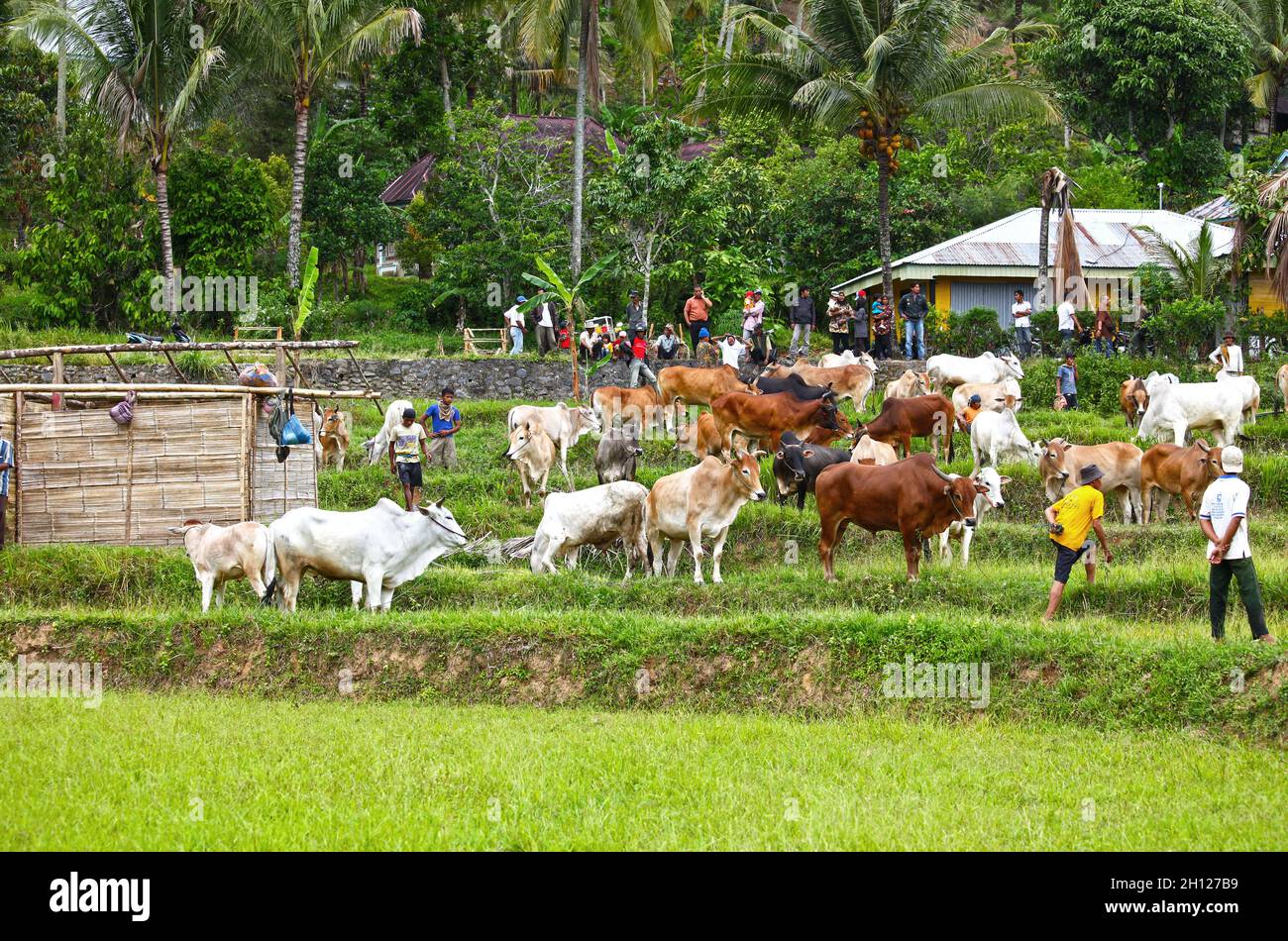 Des taureaux sont préparés à l'épreuve de course de taureaux de la SACU Jawi qui a lieu dans des villages de Sumatra Ouest en Indonésie Banque D'Images