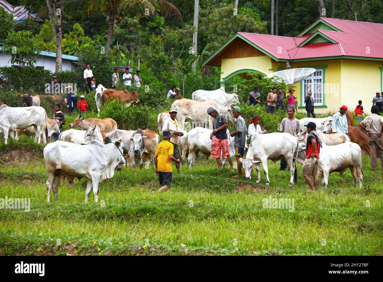 Des taureaux sont préparés à l'épreuve de course de taureaux de la SACU Jawi qui a lieu dans des villages de Sumatra Ouest en Indonésie Banque D'Images