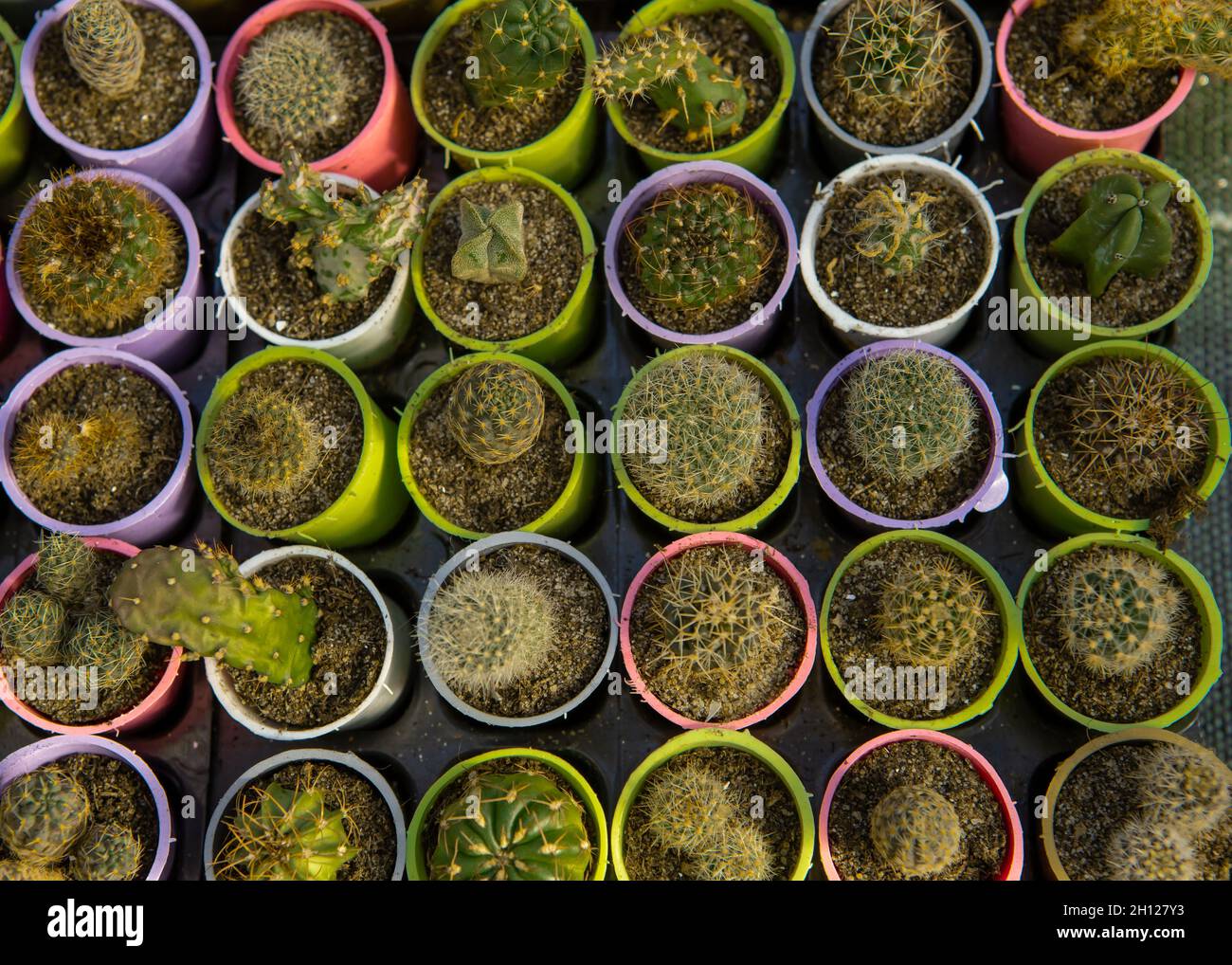 Mini-cactus dans des pots colorés comme arrière-plan. Banque D'Images