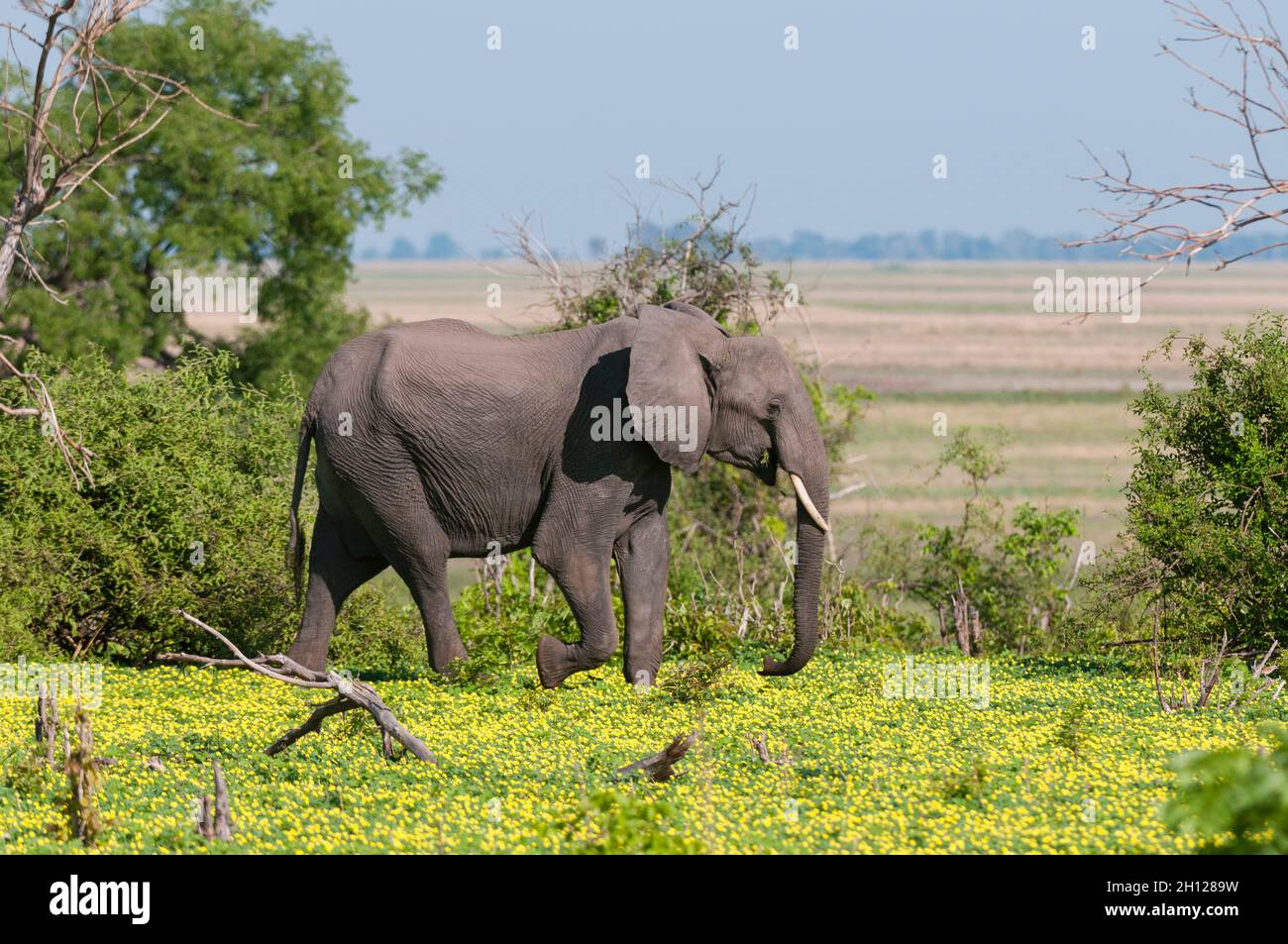 Un éléphant d'Afrique, Loxodonta africana, marchant parmi les fleurs sauvages jaunes.Parc national de Chobe, Botswana. Banque D'Images