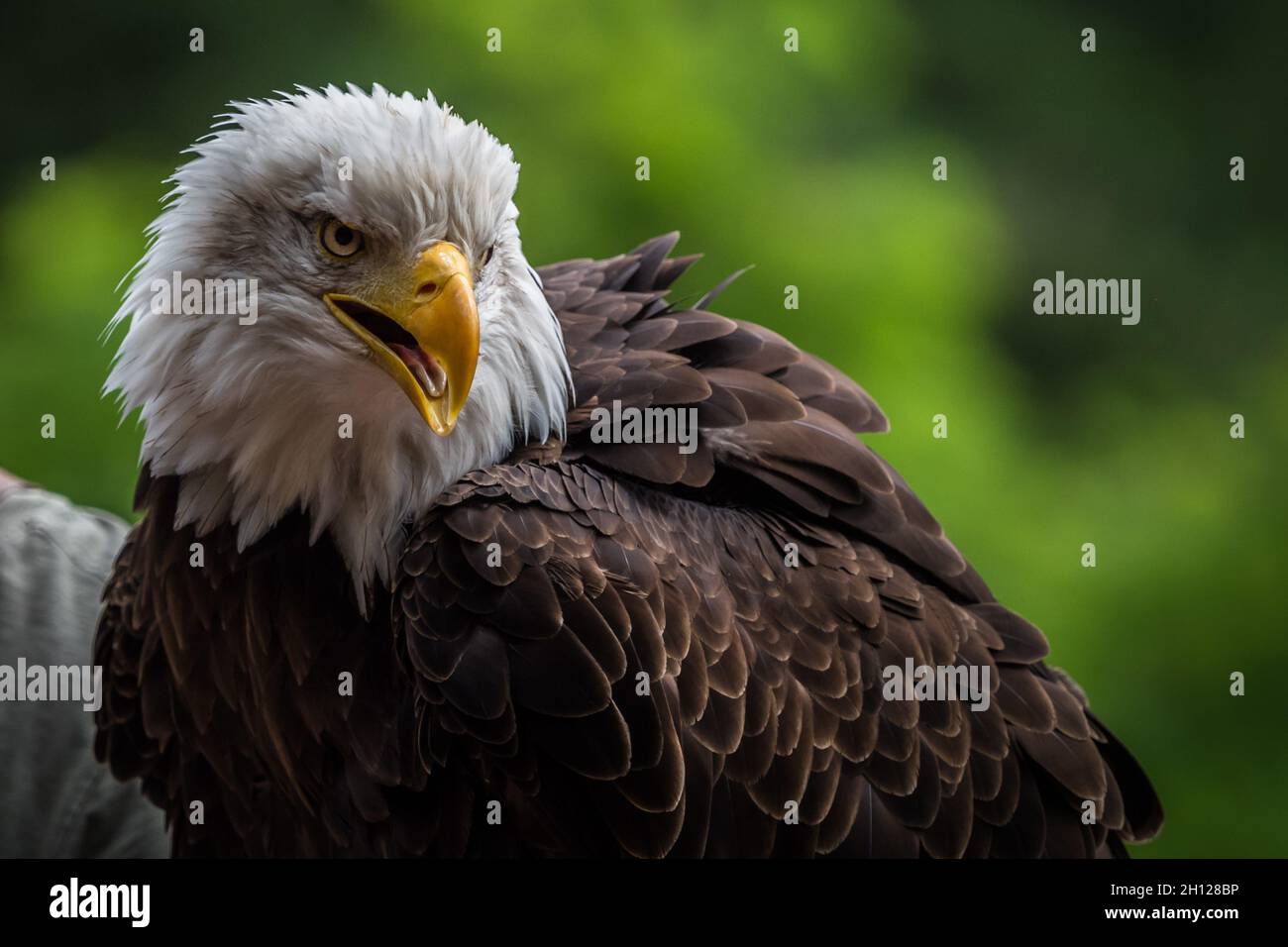 aigle à tête blanche faune falcrony oiseau gros plan tête de copyspace plumage Banque D'Images