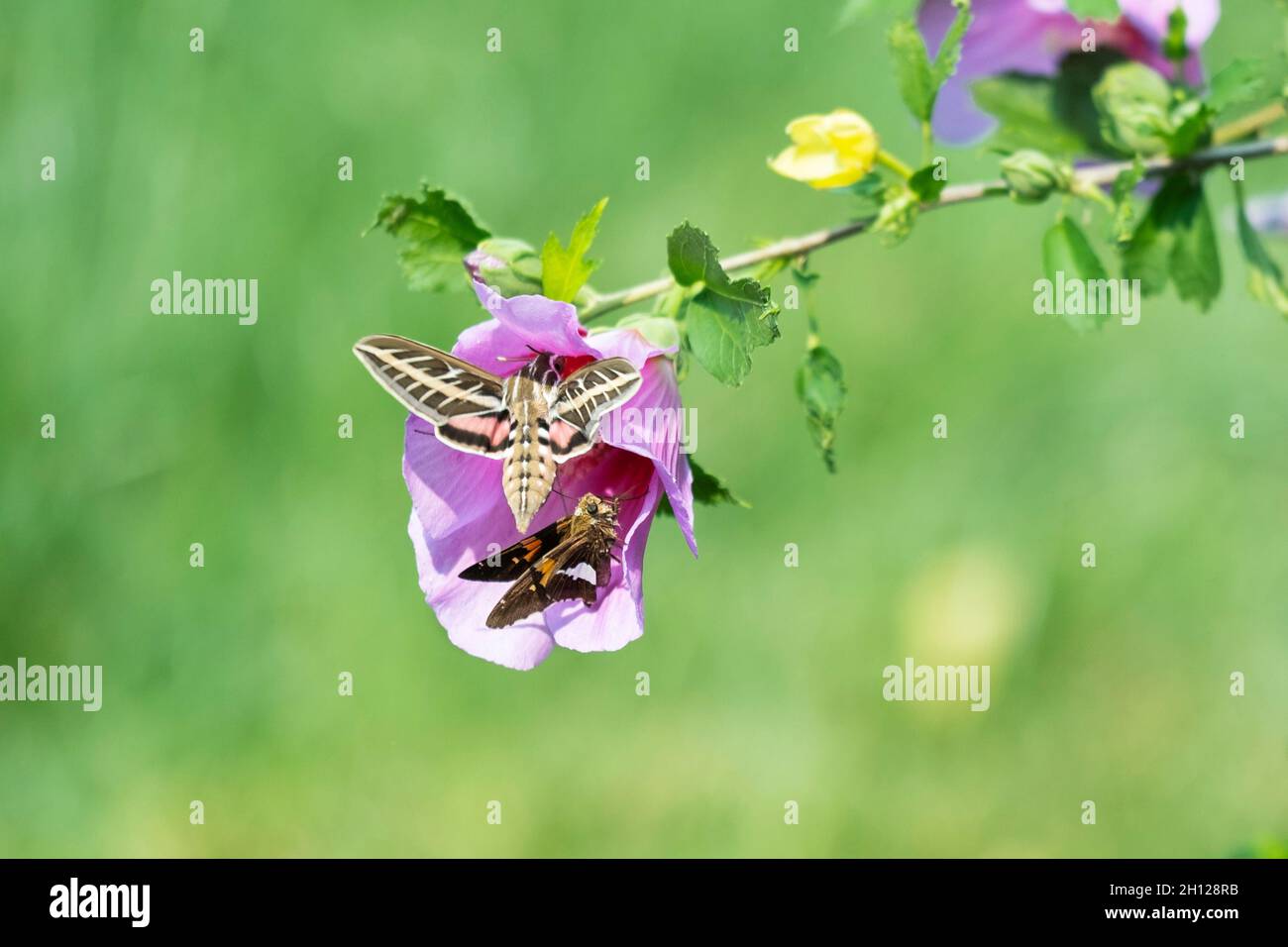 Un skipper à pois d'argent, Epargyreus clarus, suit et harrasse un papillon Sphinx à lignes blanches, Hyles lineata, qui s'inscrit sur une fleur d'Althea rose.ÉTATS-UNIS Banque D'Images