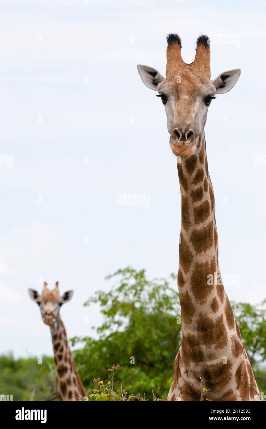 Un portrait de deux girafes méridionales, Giraffa camelopardalis.Zone de concession Khwai, Okavango, Botswana. Banque D'Images