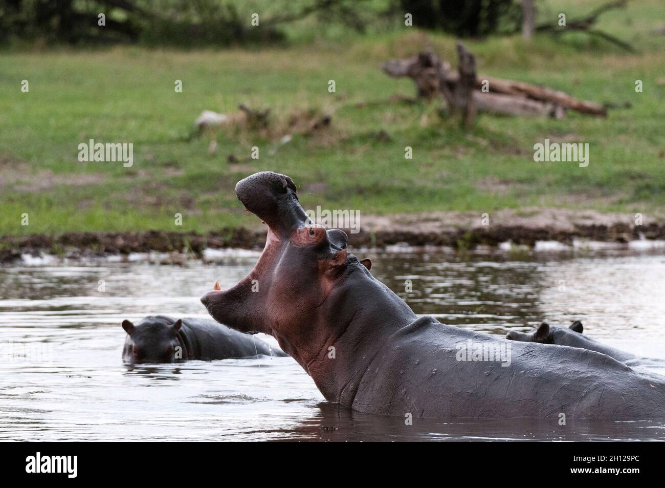 Un hippopotame, Hippopotamus amphibius, dans l'eau, montrant un comportement territorial.Zone de concession Khwai, Okavango, Botswana. Banque D'Images