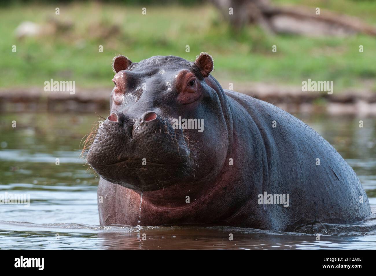 Portrait d'un hippopotame d'alerte, Hippopotamus amphibius, dans l'eau.Zone de concession Khwai, Okavango, Botswana. Banque D'Images