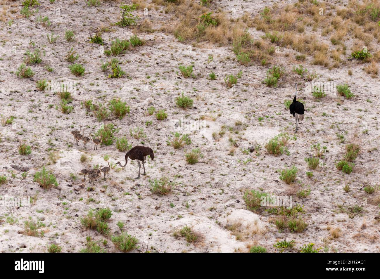 Une vue aérienne de quelques autruches, Struthio camelus, avec leurs poussins.Delta d'Okavango, Botswana. Banque D'Images