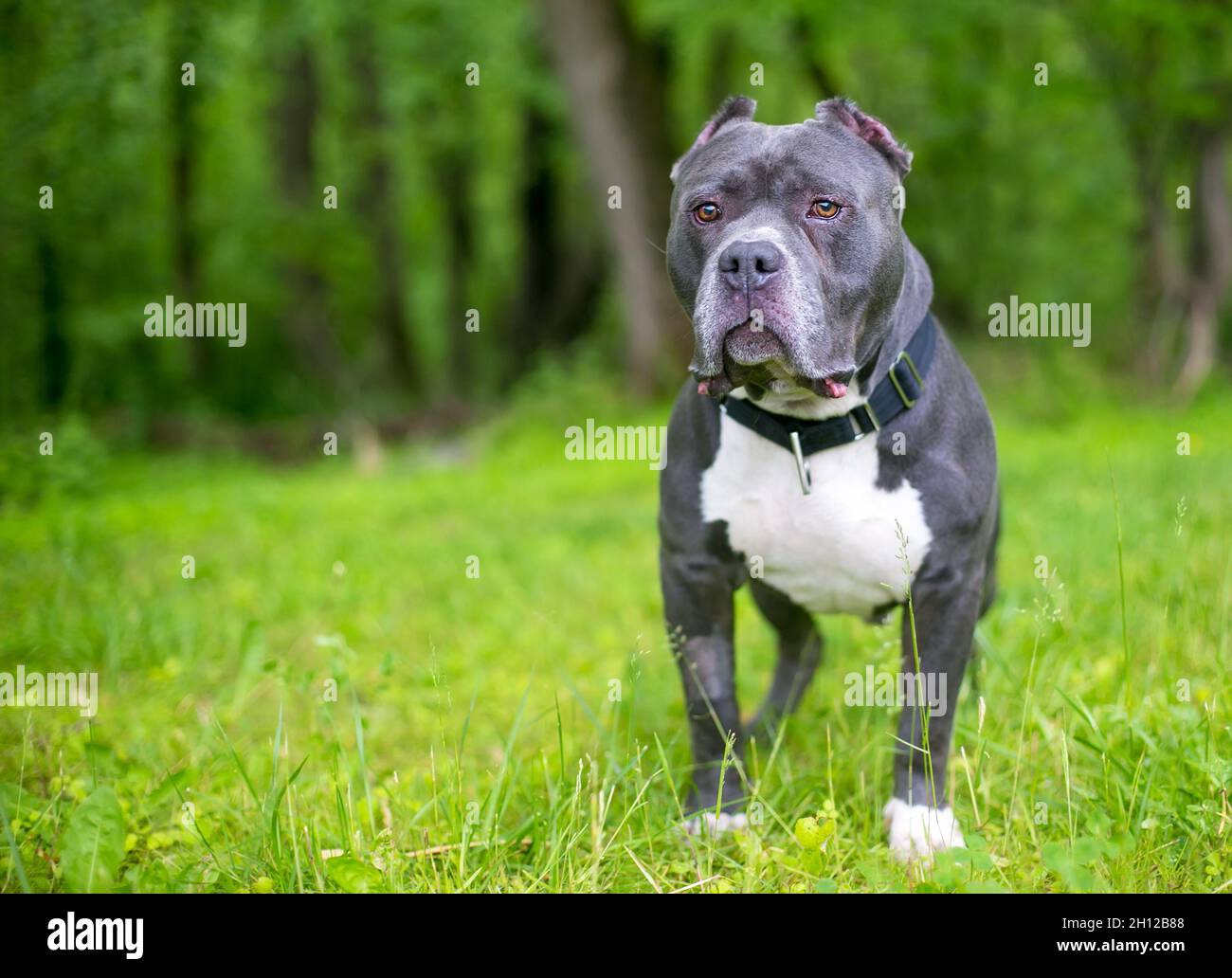 Chien mixte gris et blanc de race Pit Bull Terrier avec des oreilles courtes Banque D'Images