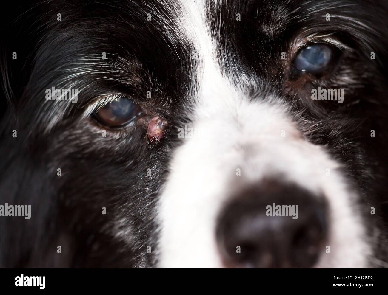 Macro Pus Banque De Photographies Et D Images A Haute Resolution Alamy