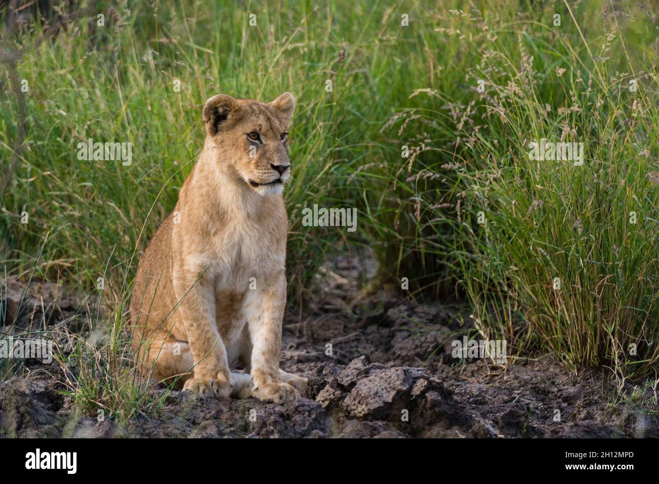 Portrait d'un lion cub, Panthera leo, assis à la réserve nationale Masai Mara.Réserve nationale de Masai Mara, Kenya, Afrique. Banque D'Images